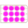 top view of a 12 well multiwell cell culture plate