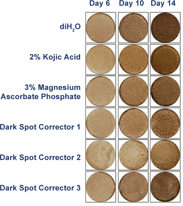 Figure of MelanoDerm cell culture inserts being exposed to cosmetic products after 6, 10, and 14 days