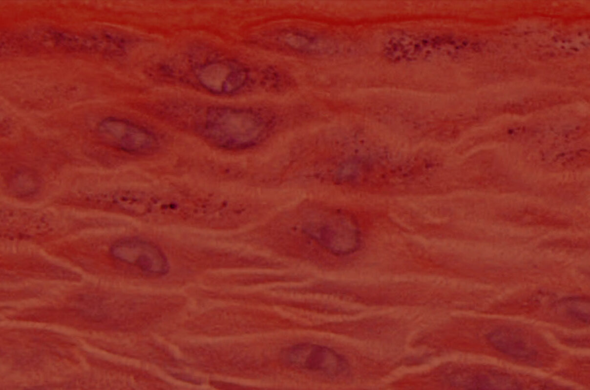 histology of EpiOral and EpiGingival human tissue models