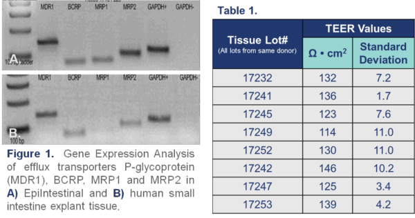 Images and Table for Drug Delivery in EpiIntestinal human tissue model