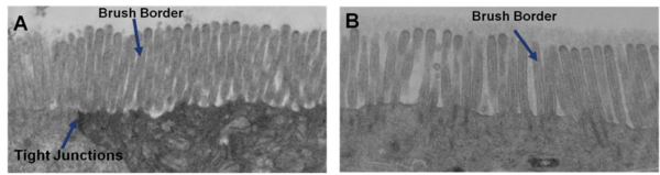 pictures labeling bush borders and tight junctions in the EpiIntestinal human tissue model