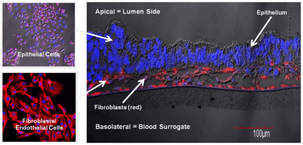 confocal images of human epithelial and fibroblasts/endothelial cells