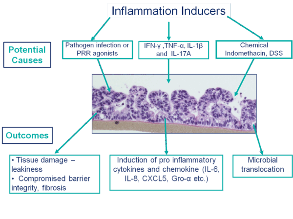 Diagram of Potential Causes and Outcomes of Intestinal Inflammation Inducers