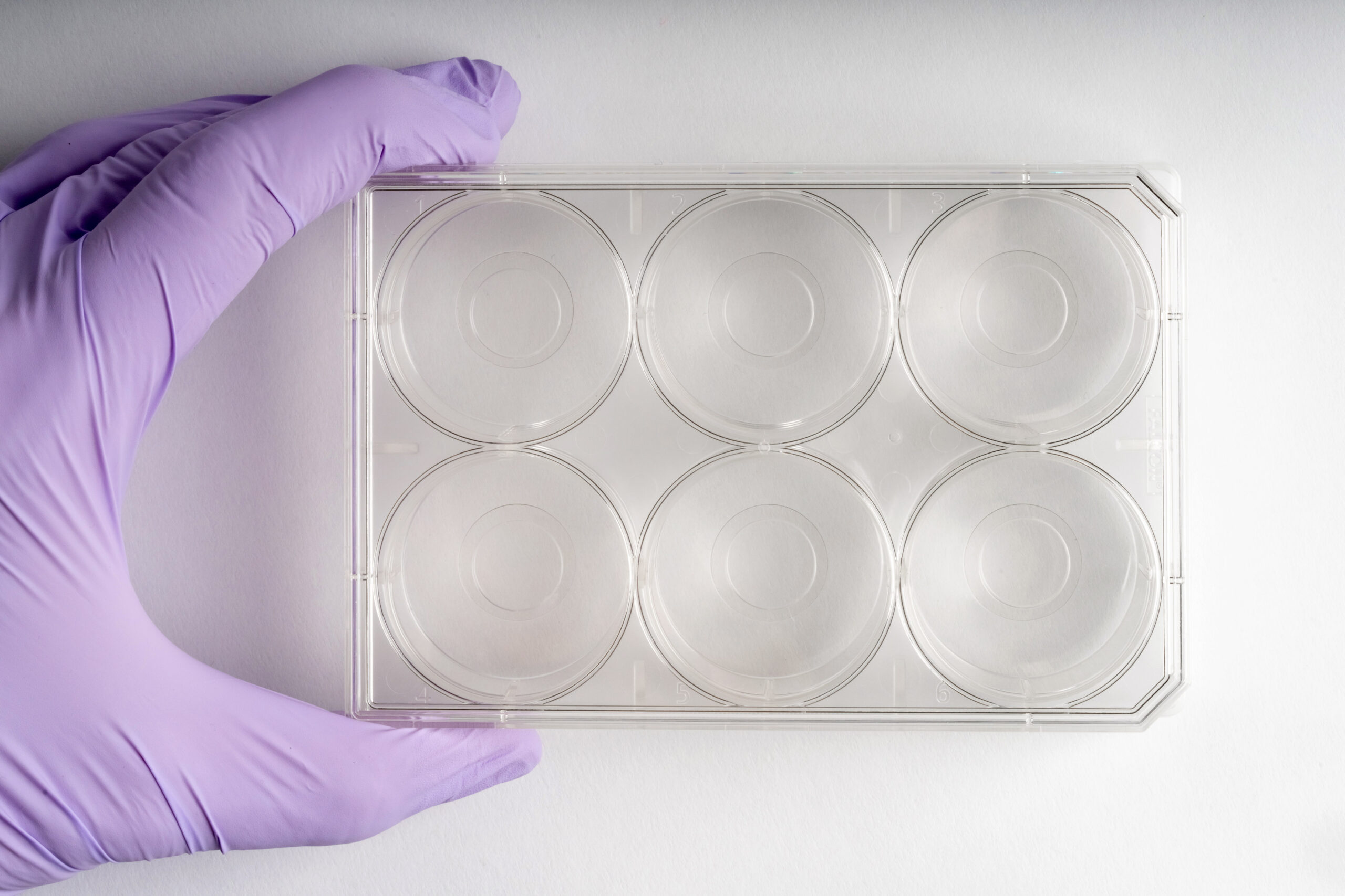 6-well | No. 0 Coverslip | 14 mm Glass Diameter | Uncoated - Image 2