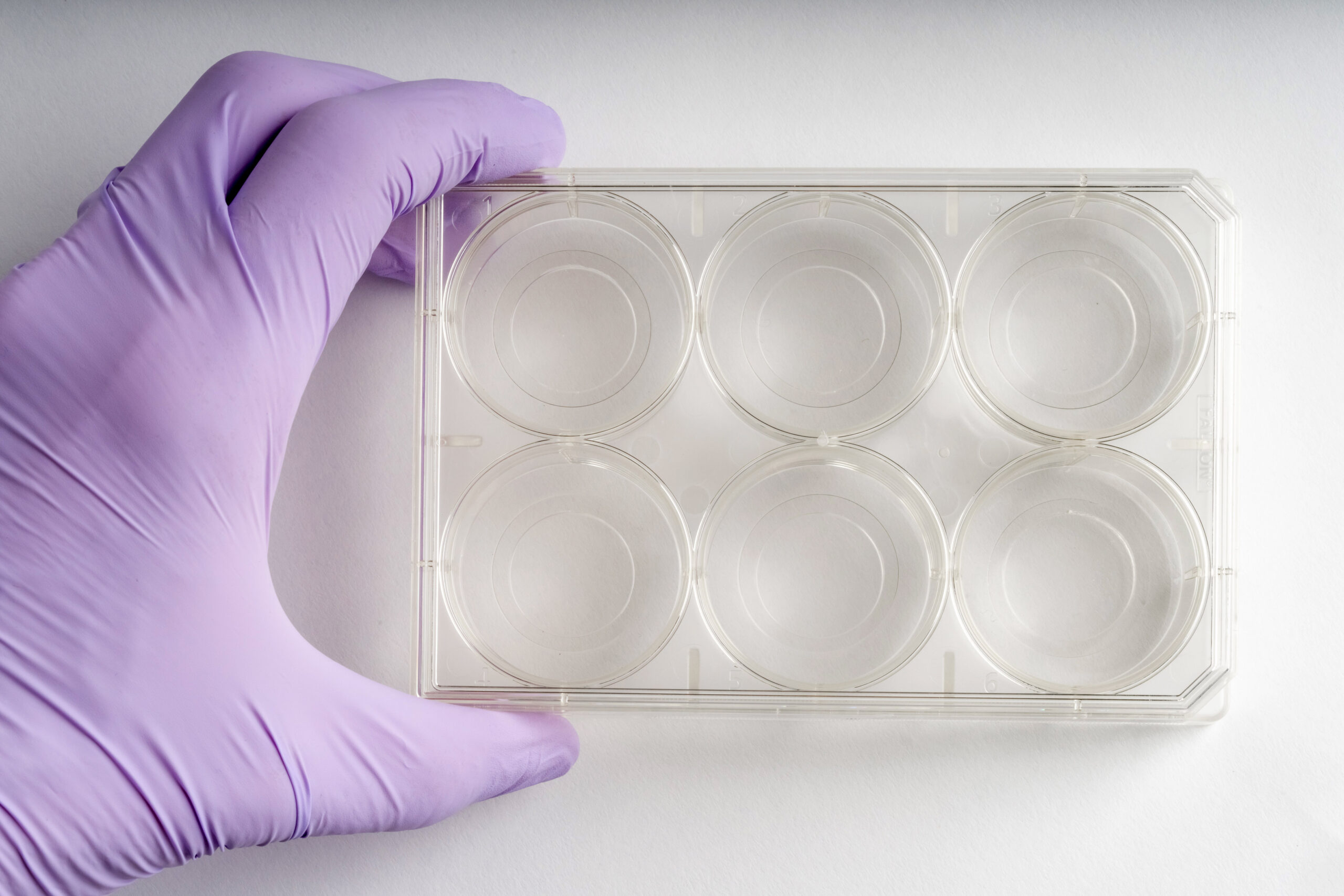 6-well | No. 0 Coverslip | 20 mm Glass Diameter | Uncoated - Image 3