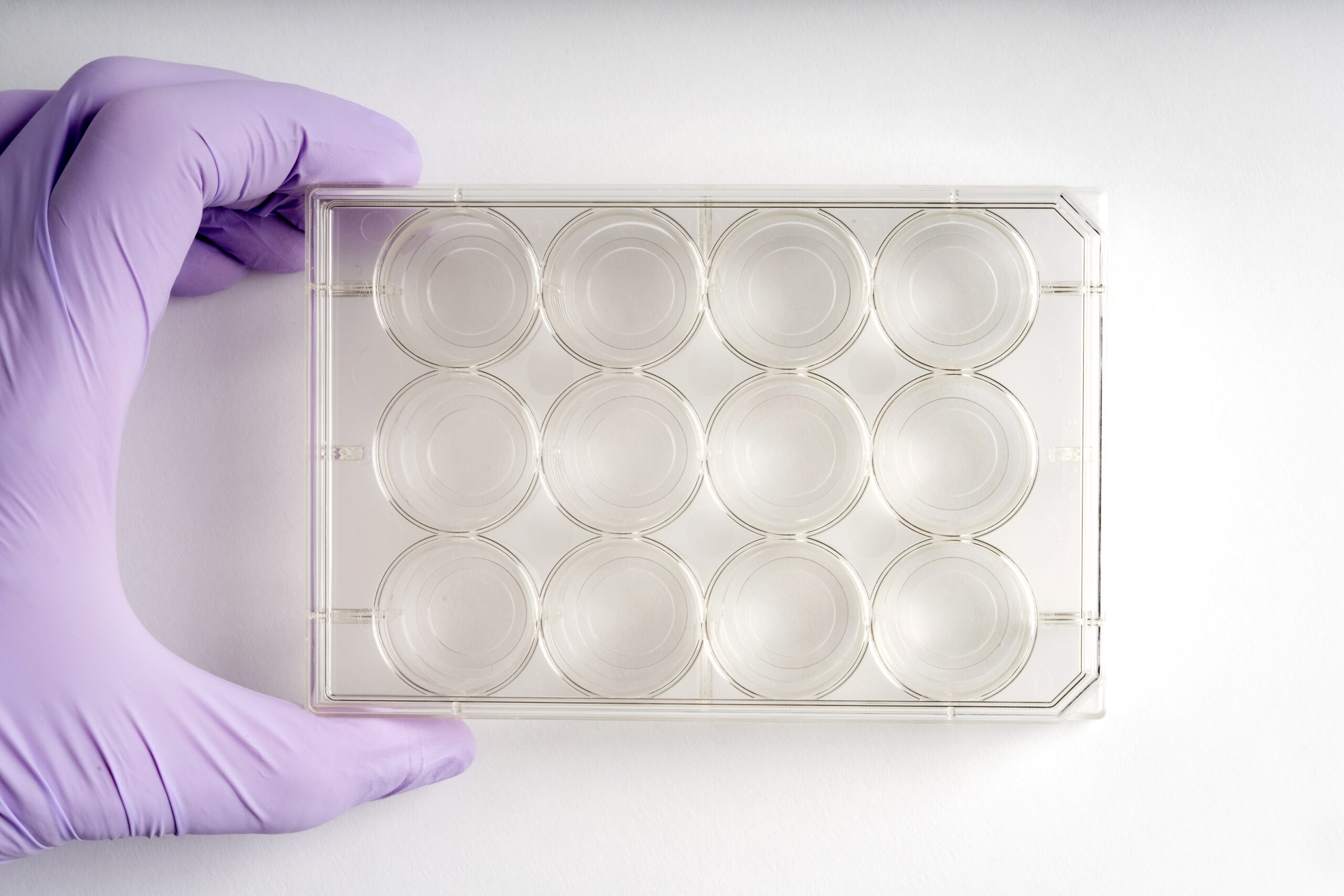 12-well | No. 1.5 Coverslip | 14 mm Glass Diameter | Uncoated - Image 3
