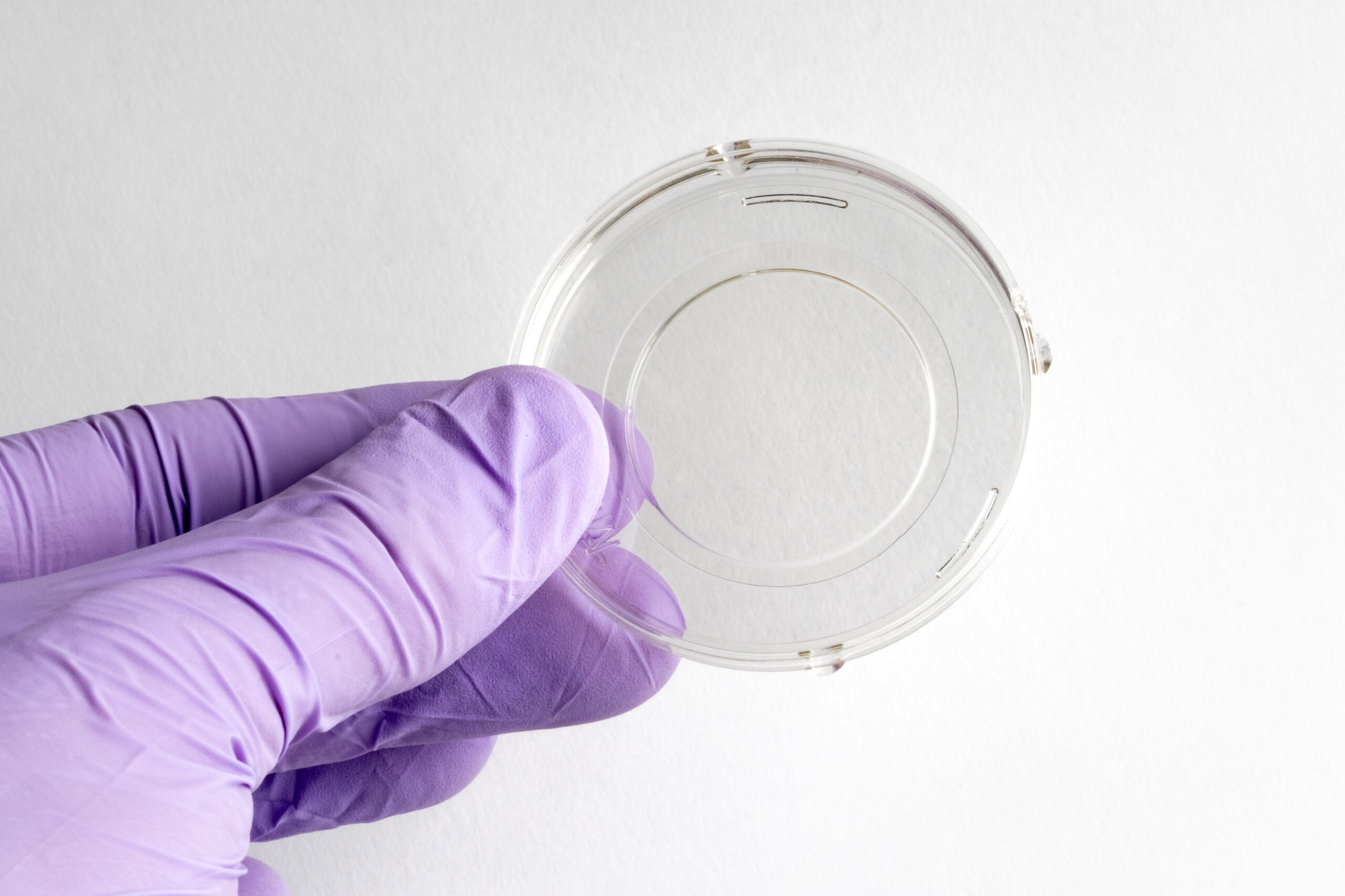 50 mm Dish | No. 1.5 Coverslip | 30 mm Glass Diameter | Uncoated - Image 2