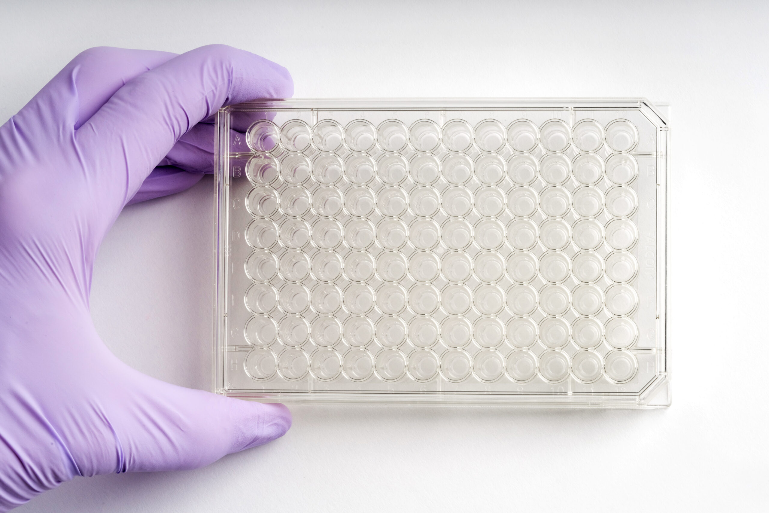 96-well | No. 1.5 Coverslip | 5 mm Glass Diameter | Poly-D-Lysine Coated - Image 3