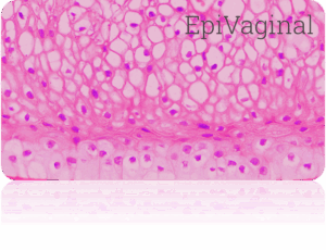 histology of EpiVaginal human tissue model