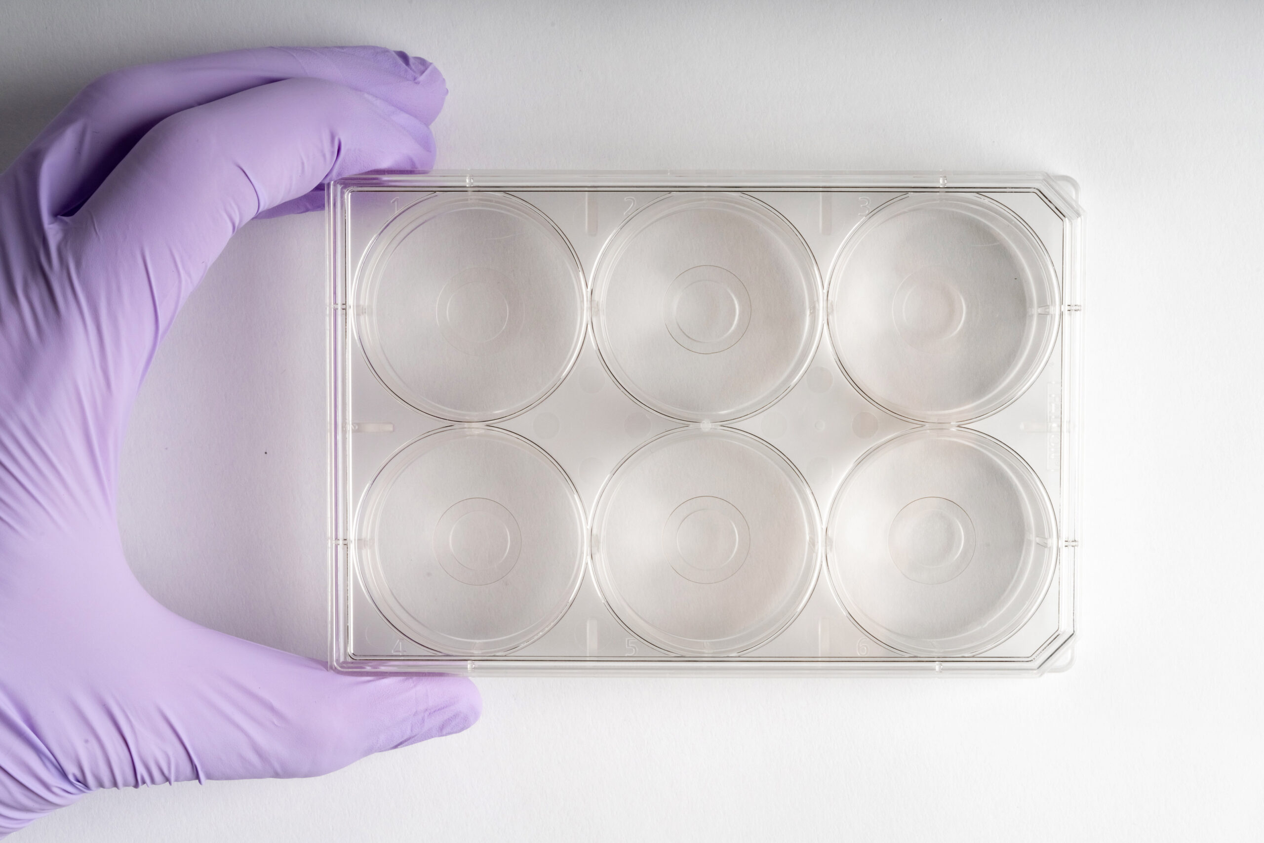 6-well | No. 0 Coverslip | 10 mm Glass Diameter | Uncoated - Image 2