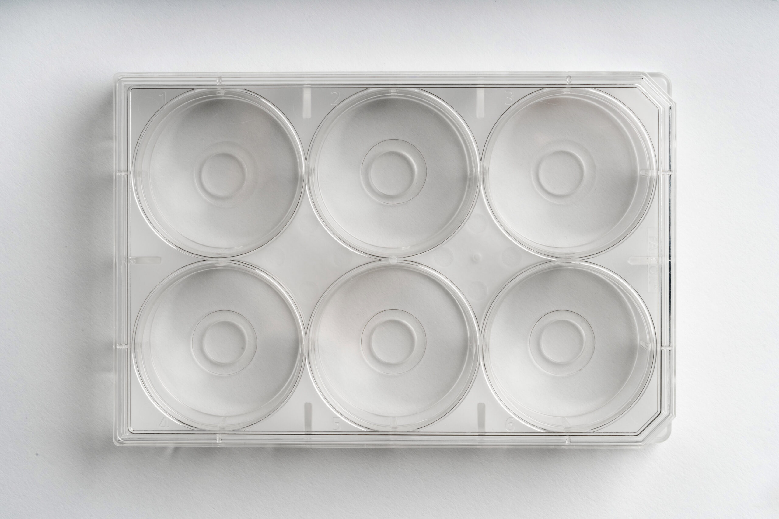 6-well | No. 0 Coverslip | 10 mm Glass Diameter | Uncoated