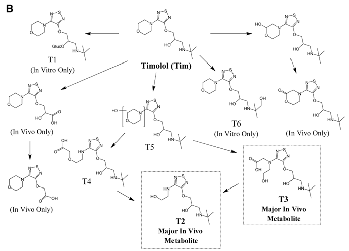 Proposed metabolic pathway of timolol [1]. 