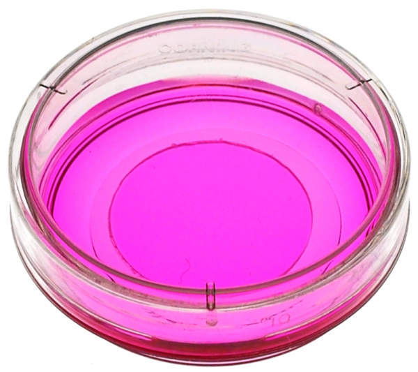 zoomed image of a 35mm glass bottom cell culture dish