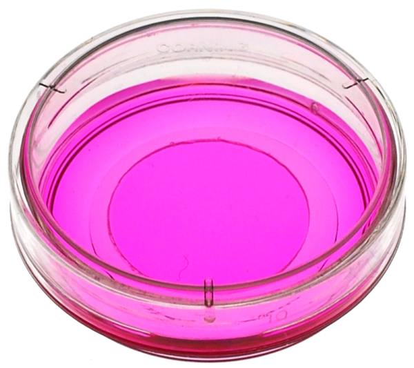 zoomed image of a 35mm glass bottom cell culture dish
