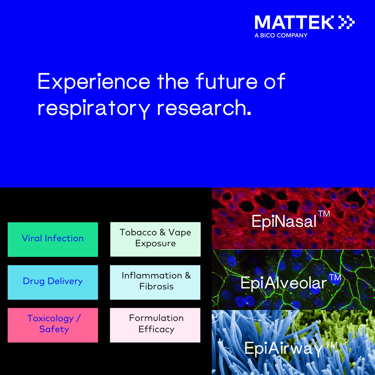 What Makes MatTek the Leader in 3D Respiratory Tissue Models for Drug Delivery?