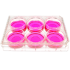 front view of a 6 well multiwell cell culture plate