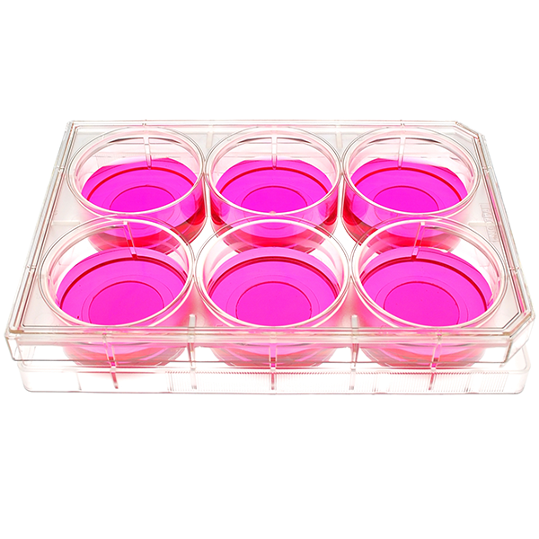 front view of a 6 well multiwell cell culture plate