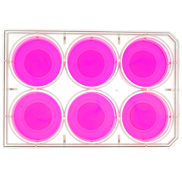 6 Well Culture Plate Products BioStar Lifetech Cell culture