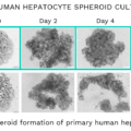 BIOFLOAT_Human-hepatocytes_Reliable (002)