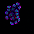 NHBE-CRY – Cytokeratin 14 (blue), Phalloidin (red), DAPI (green), 60x