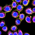 NHBE-CRY – Golgin97 (light blue), MitoTracker (purple), Phalloidin (yellow), DAPI (blue), 60x