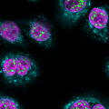 NHBE-CRY – SC35 (green), MitoTracker (blue), DAPI (purple), 60x