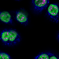 NHBE-CRY – SC35 (pink), MitoTracker (blue), DAPI (green), 60x