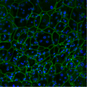 Confocal for Homepage