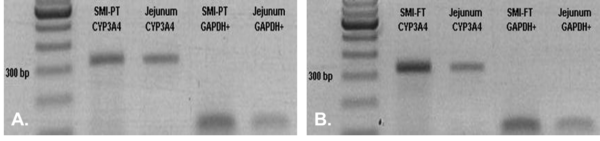 DM Figure 1