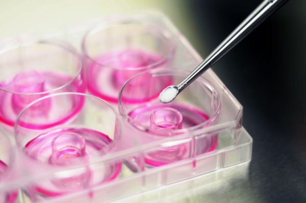 dosing tissues in a multiwell cell culture plate