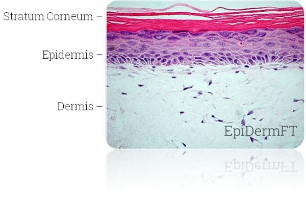 EFT Histology1