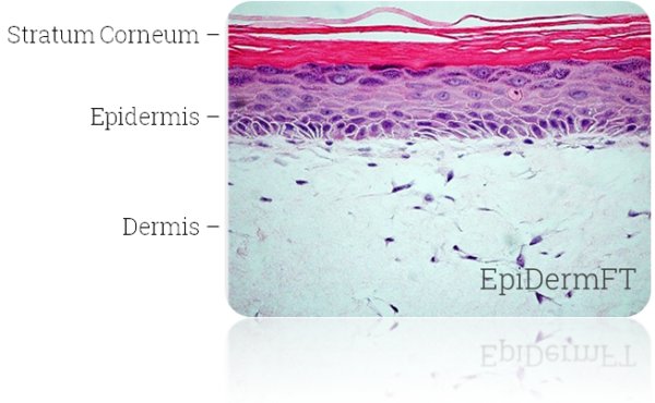 EFT Histology1