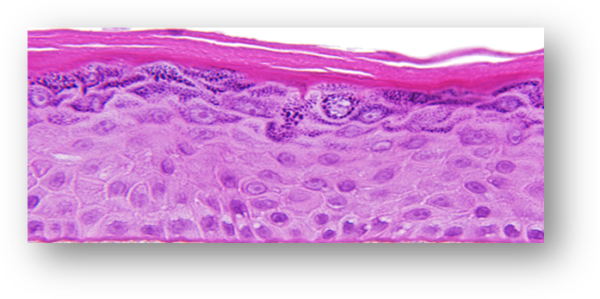 EpiDerm-Histology-Image