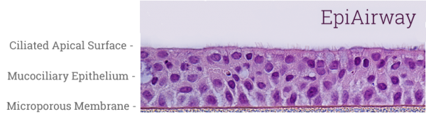 EpiAirway Histology New