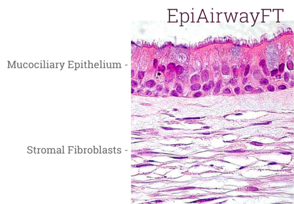 EpiAirwayFT Histology New