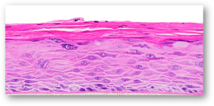 EpiGingival-Histology