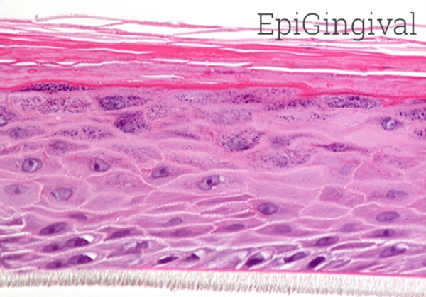EpiGingival Histology New