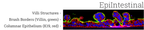 EpiIntestinal Confocal New