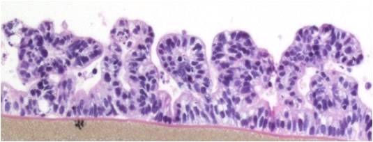 EpiIntestinal Histology