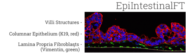 EpiIntestinalFT Confocal New