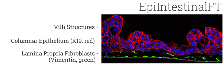 confocal image of EpiIntestinalFT human tissue model