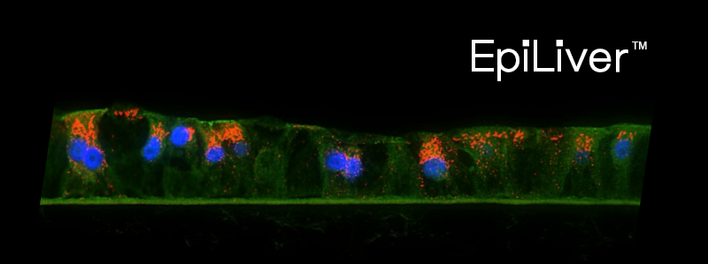 MatTek Unveils Cutting Edge EpiLiver Model for Enhanced Preclinical Drug Development