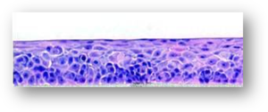 EpiOcular-Histology-Image-PNG