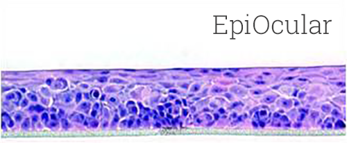 histology of EpiOcular human tissue model