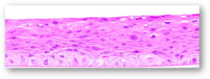 EpiOral-Histology