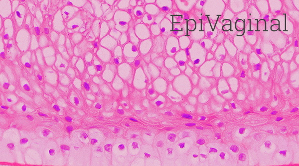 EpiVaginal Histology New