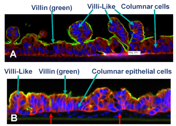 Eurotox Restitution Confocal