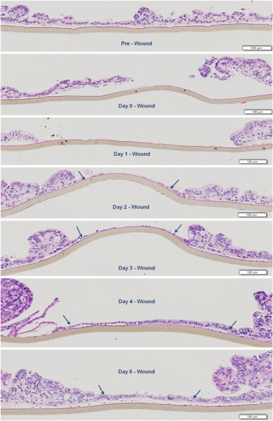 Fig 5