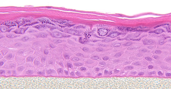 Histology 1