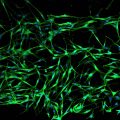 NHM-CRY-NEO – MEL-5 (green), DAPI (blue), 10x